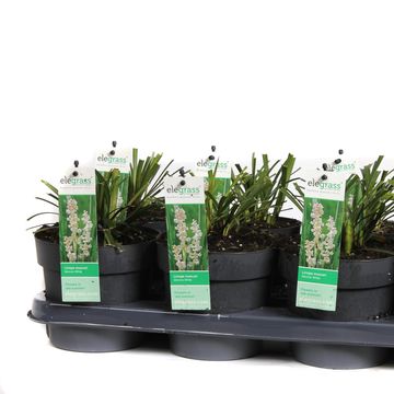 Liriope muscari 'Monroe White'