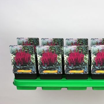 Astilbe chinensis 'Vision in Red'