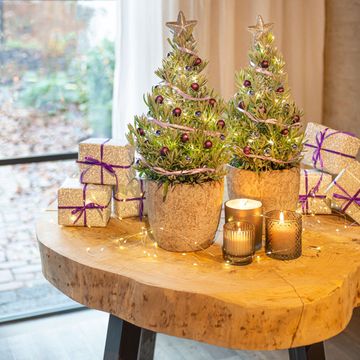 Lavandula angustifolia