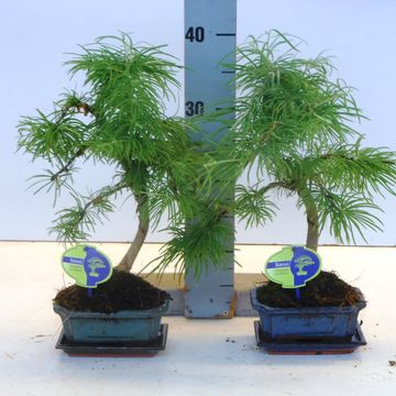 Pseudolarix amabilis