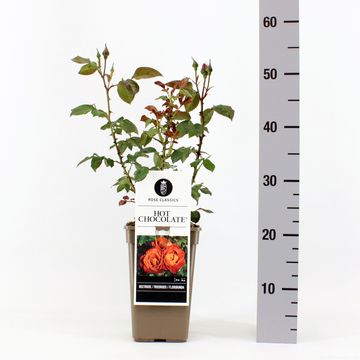 Rosa HOT CHOCOLATE