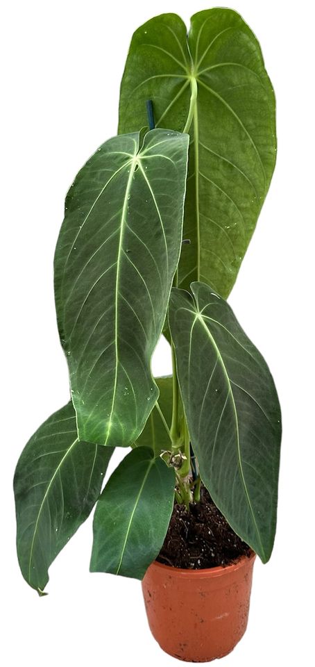 Anthurium warocqueanum x waterburyanum