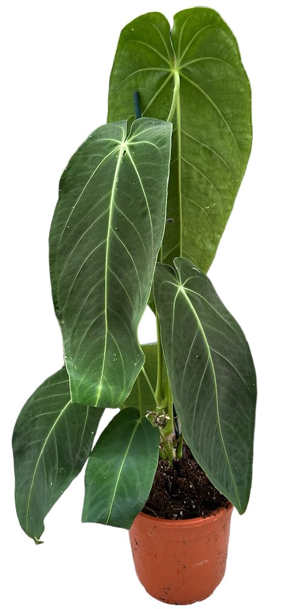 Anthurium warocqueanum x waterburyanum  Plant Wholesale FlorAccess