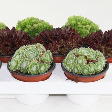 Sempervivum MIX