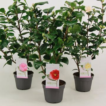 Camellia japonica MIX