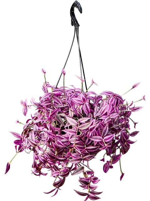 Tradescantia 'Pink Paradise'