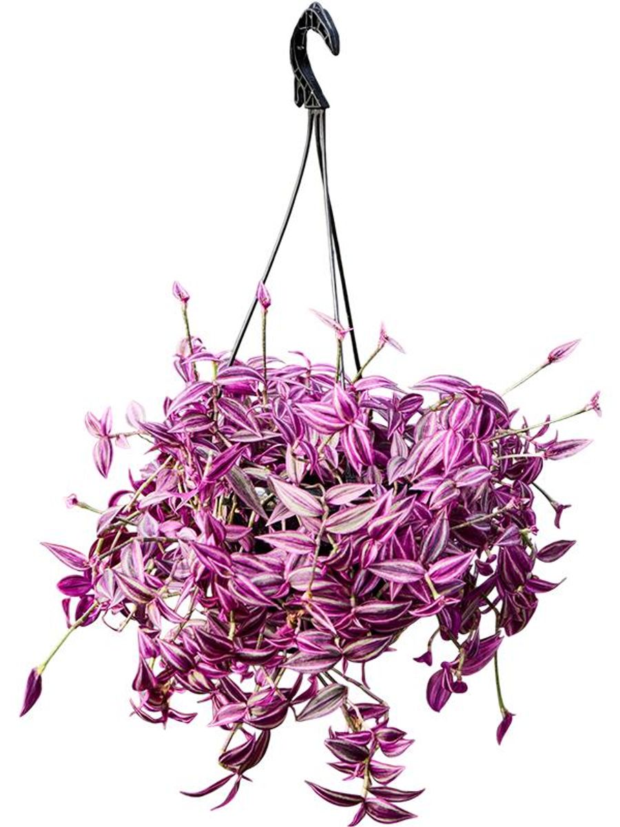 Tradescantia 'Pink Paradise' — Рослини оптом FlorAccess