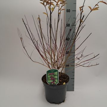 Callicarpa dichotoma 'Issai'