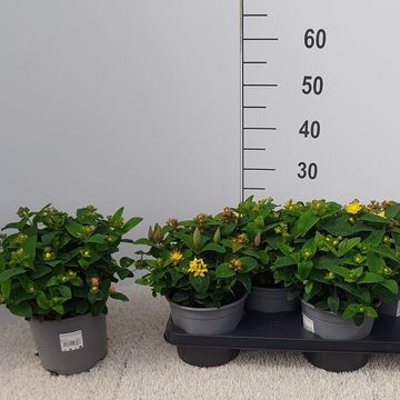 Hypericum androsaemum MIX