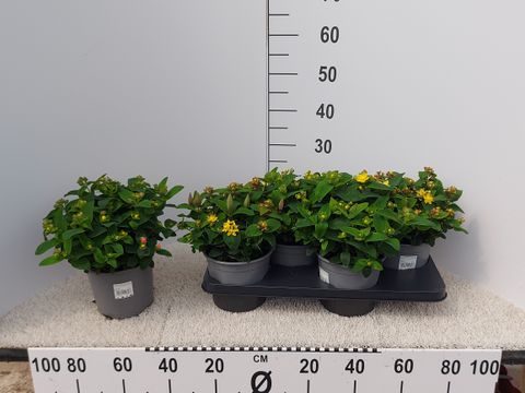 Hypericum androsaemum MIX