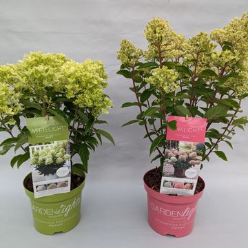 Hydrangea paniculata MIX