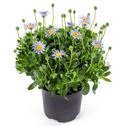 Felicia amelloides FELICITARA BLUE