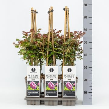 Rosa OUR LAST SUMMER