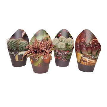 Cactus / Succulents MIX