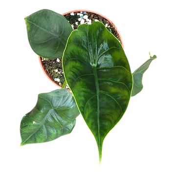 Alocasia 'Green Unicorn'