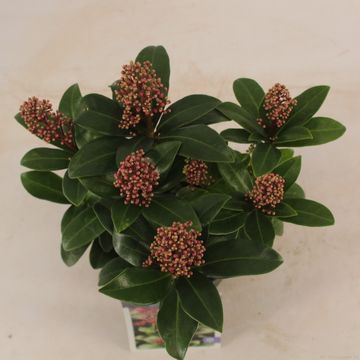 Skimmia japonica 'Celebrations'