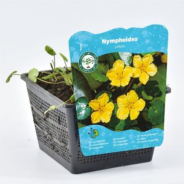Nymphoides peltata