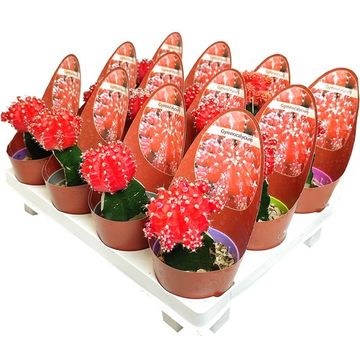 Gymnocalycium mihanovichii