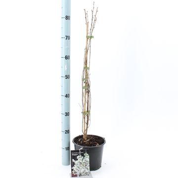 Exochorda racemosa 'Niagara'