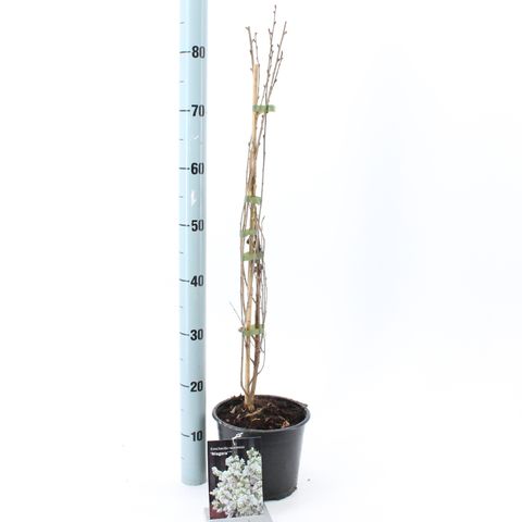 Exochorda racemosa 'Niagara'