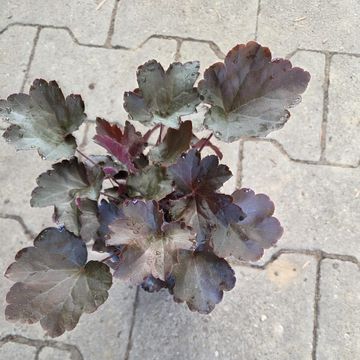 Heuchera americana