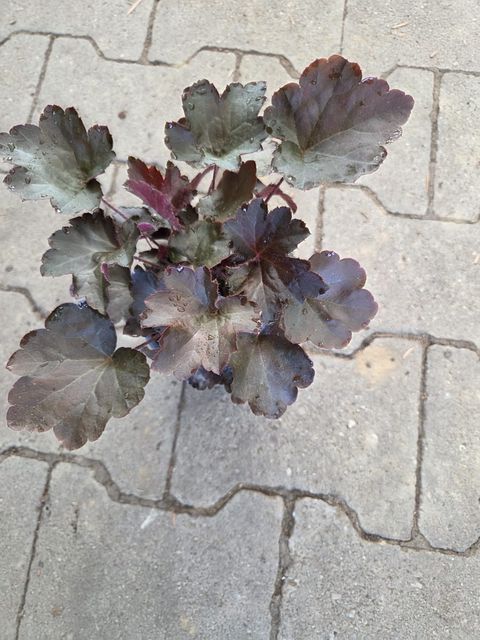 Heuchera americana