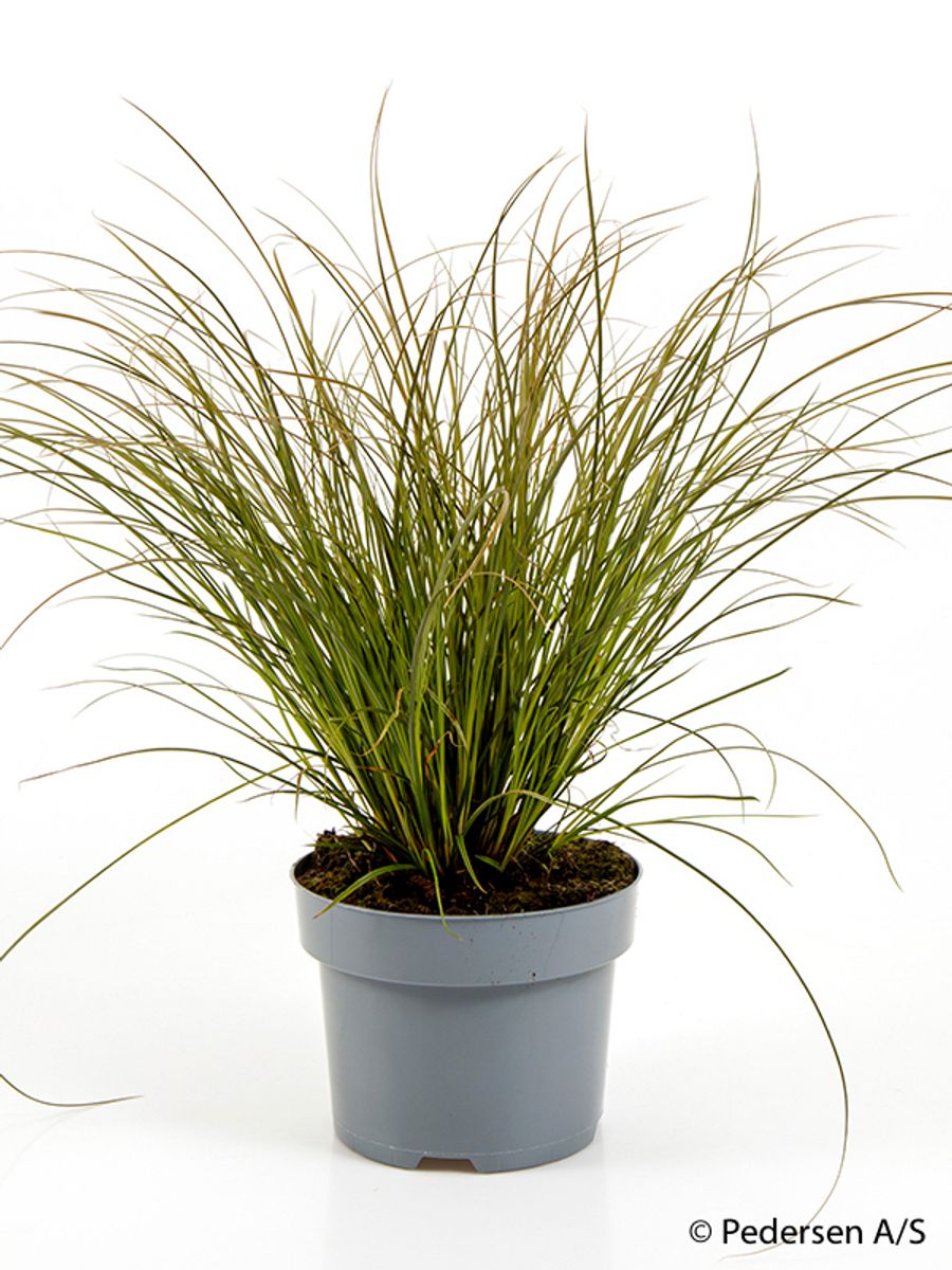 Carex testacea discount