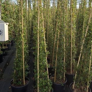 Ceanothus thyrsiflorus 'Skylark'