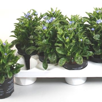 Myosotis sylvatica 'Mon Amie Blue'