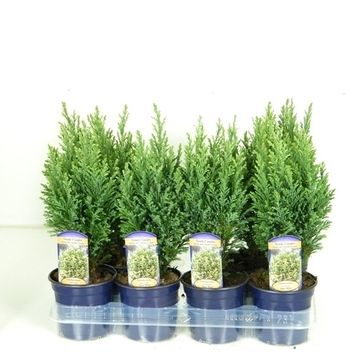 Chamaecyparis lawsoniana 'Snow White'