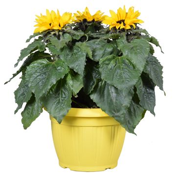 Подсолнечник однолетний 'Sunsation'