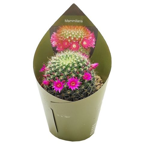 Mammillaria zeilmanniana