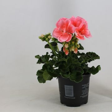 Pelargonium SUMMER IDOLS PINK