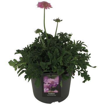 Scabiosa columbaria FLUTTER ROSE PINK