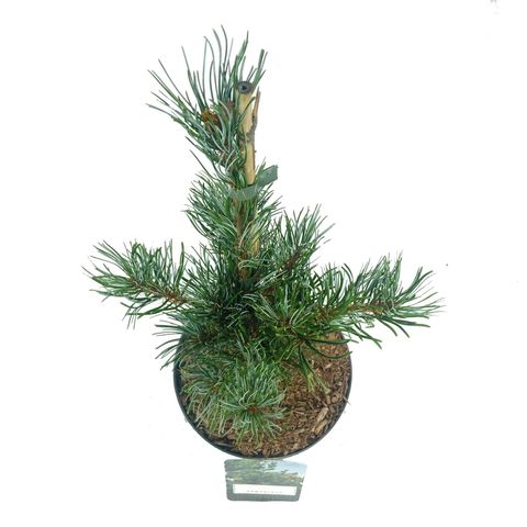 Pinus parviflora 'Темпельхоф'