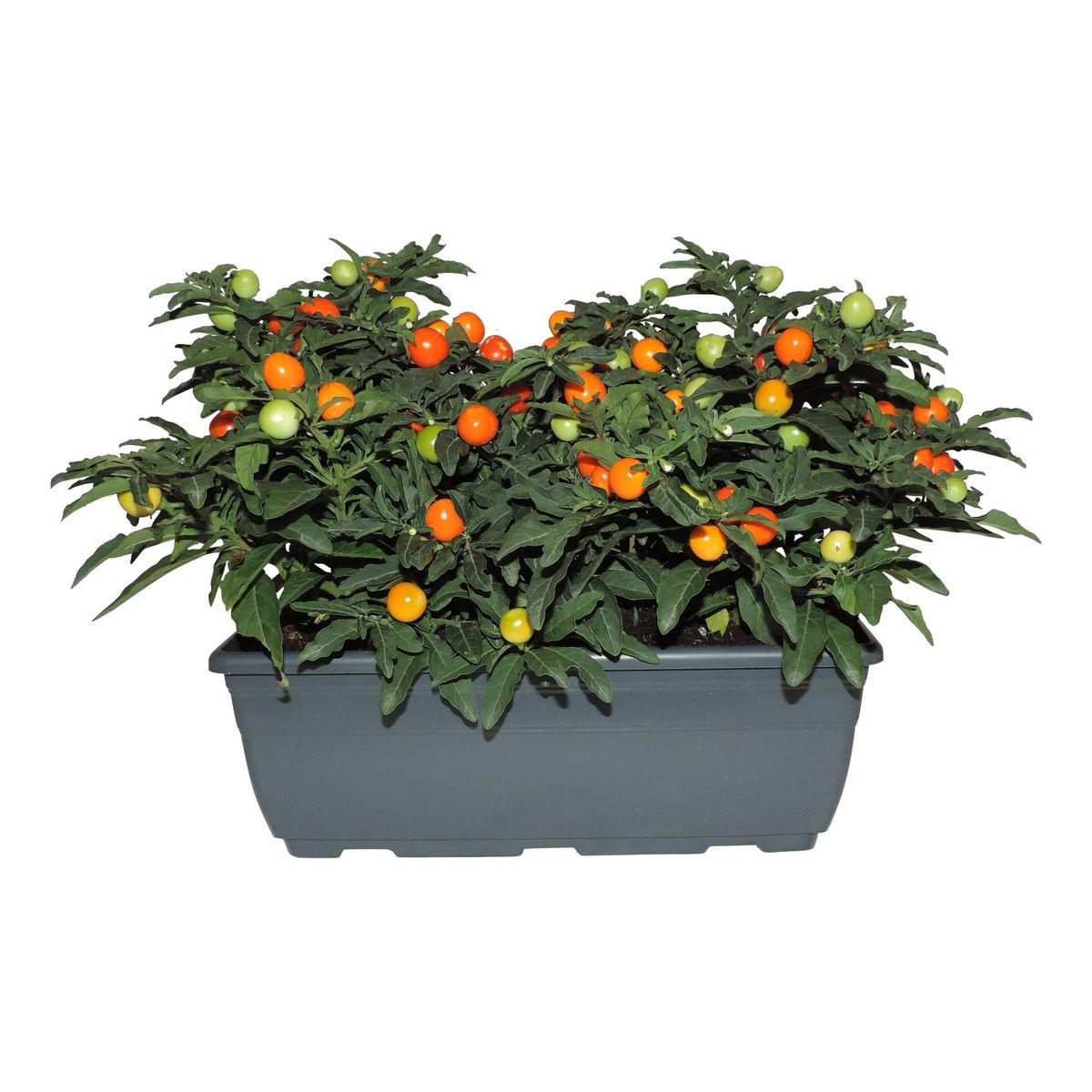 Solanum pseudocapsicum — Plant Wholesale FlorAccess