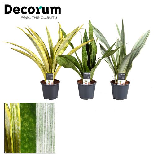 Sansevieria MIX