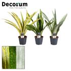 Sansevieria MIX