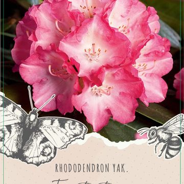 Rhododendron 'Fantastica' (Y)