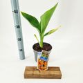 Canna 'Tropicana Gold'