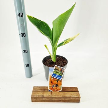 Canna 'Tropicana Gold'