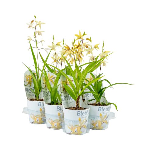 Bletilla YELLOW