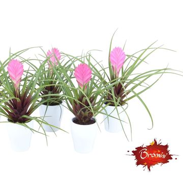 Tillandsia cyanea