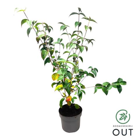 Cornus kousa 'Milky Way'