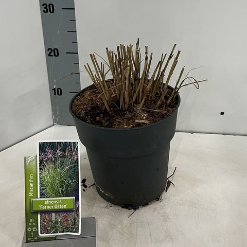 Miscanthus sinensis 'Ferner Osten'