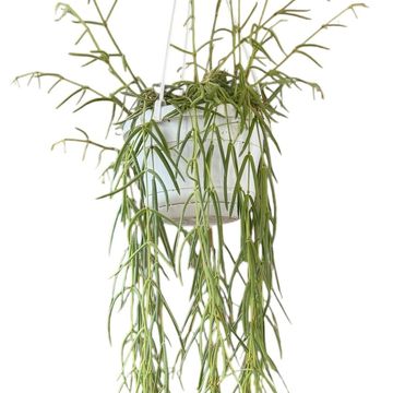 Hoya linearis