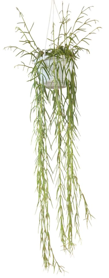 Hoya linearis