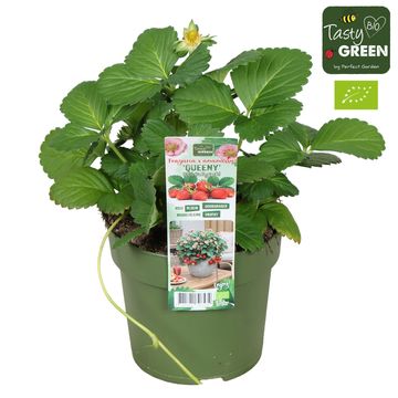 Fragaria x ananassa 'Queeny'