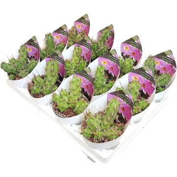 Echinocereus pentalophus