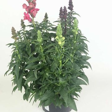 Antirrhinum MIX IN POT